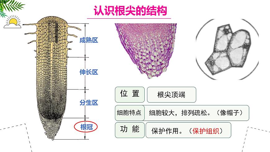 初中  生物 苏教版（2024 七年级下册4.9.2 植物的生长 课件第8页