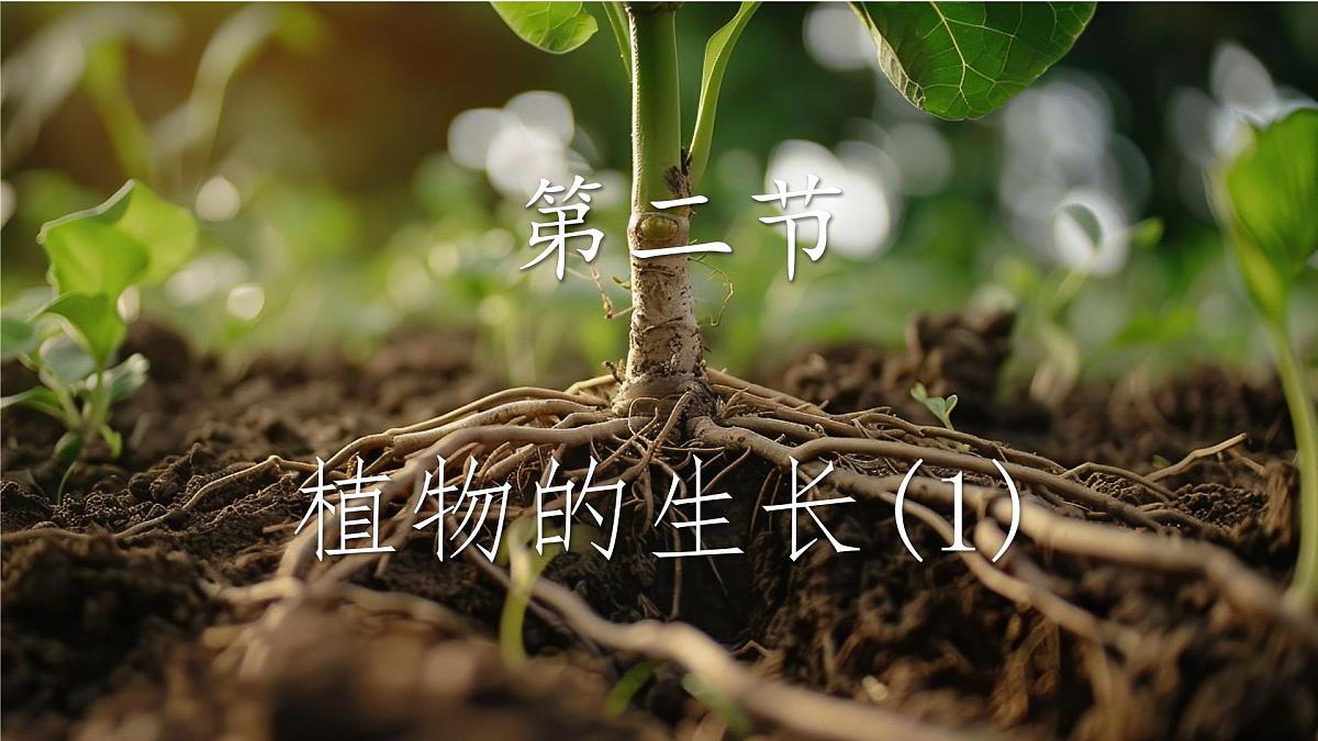 初中 生物 苏教版（2024 七年级下册4.9.2 植物的生长 课件第1页