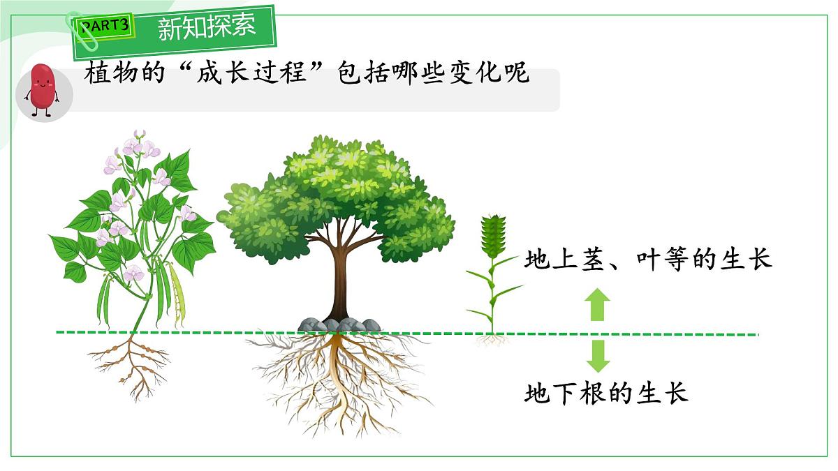 初中 生物 苏教版（2024 七年级下册4.9.2 植物的生长 课件第2页
