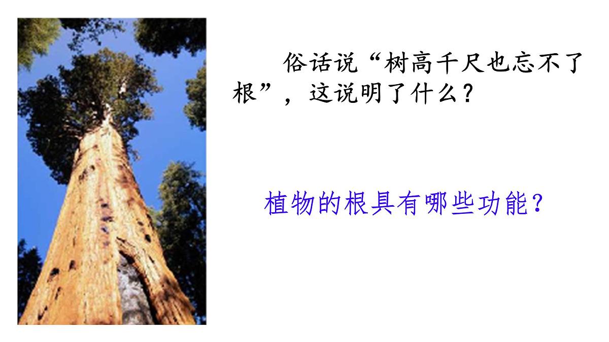 初中 生物 苏教版（2024 七年级下册4.9.2 植物的生长 课件第4页