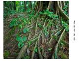 初中  生物 蘇教版（2024 七年級下冊4.9.2 植物的生長 課件