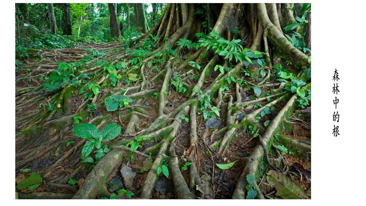 初中 生物 苏教版（2024 七年级下册4.9.2 植物的生长 课件第5页