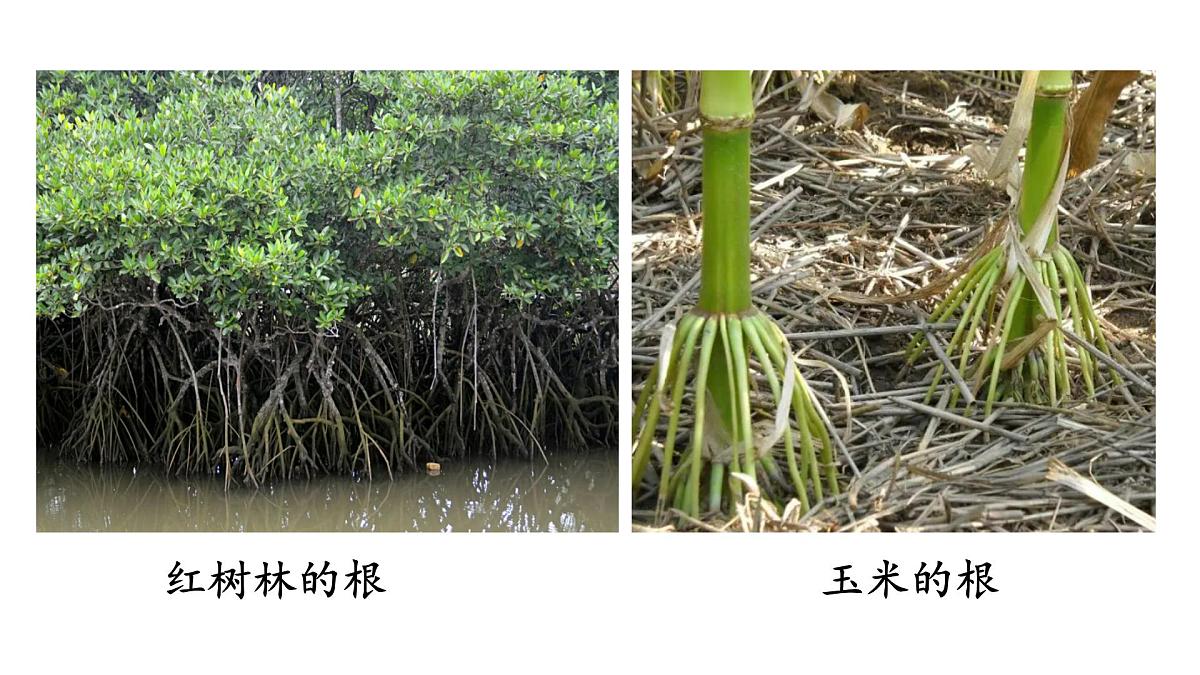 初中 生物 苏教版（2024 七年级下册4.9.2 植物的生长 课件第6页