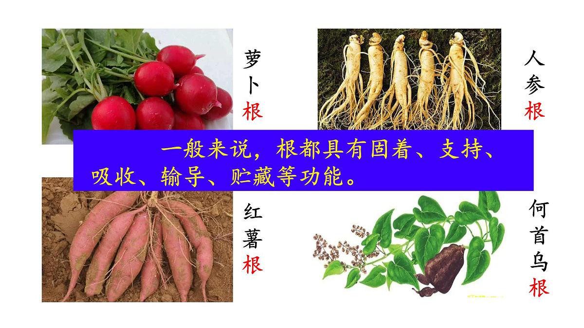 初中 生物 苏教版（2024 七年级下册4.9.2 植物的生长 课件第7页