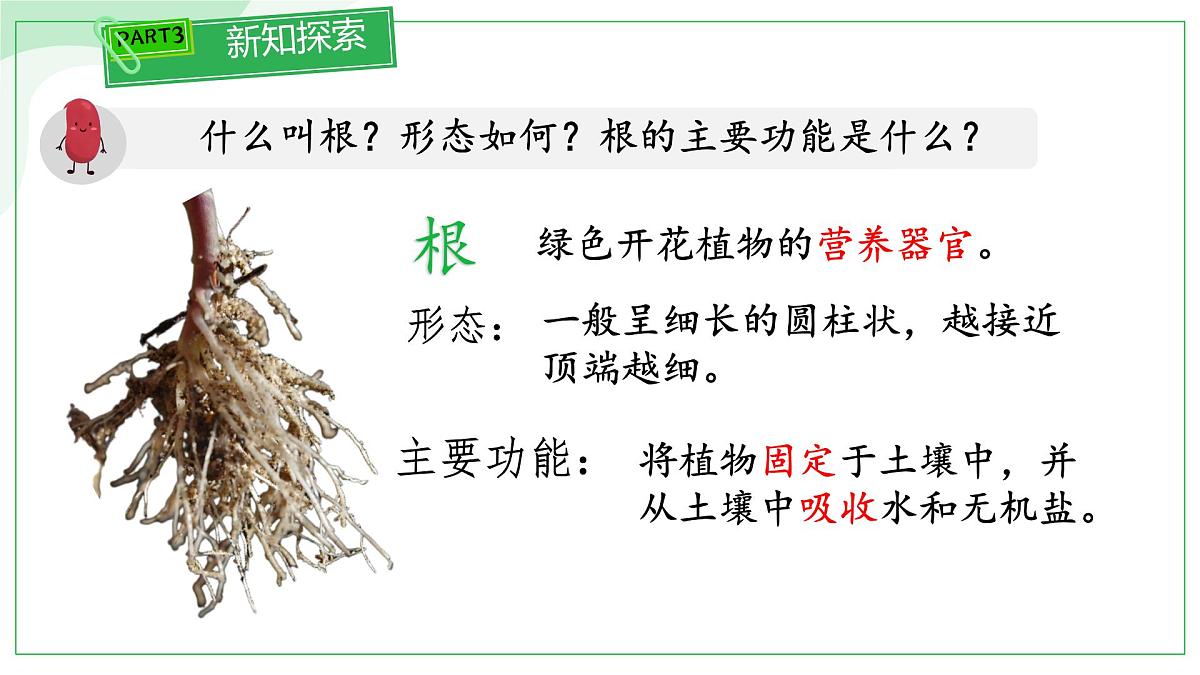 初中 生物 苏教版（2024 七年级下册4.9.2 植物的生长 课件第8页