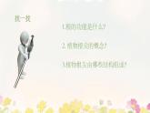 初中  生物 蘇教版（2024 七年級下冊4.9.2 植物的生長 課件