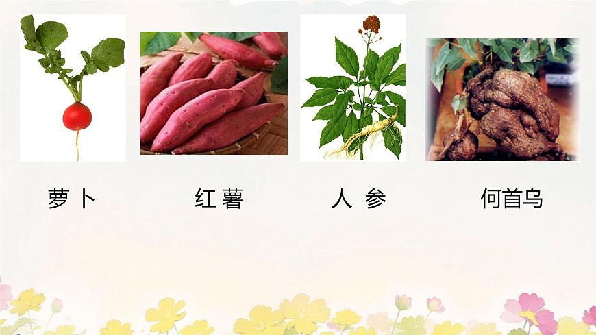 初中  生物 苏教版（2024 七年级下册4.9.2 植物的生长 课件第4页