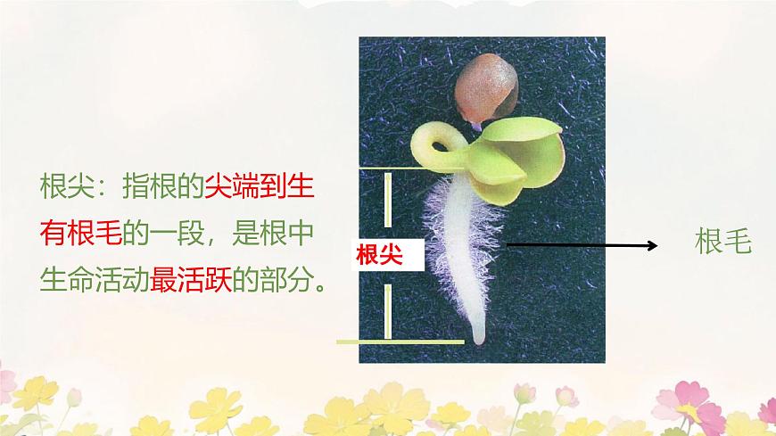 初中  生物 苏教版（2024 七年级下册4.9.2 植物的生长 课件第6页