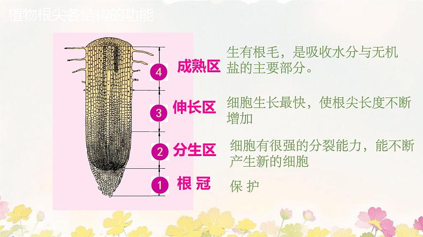 初中  生物 苏教版（2024 七年级下册4.9.2 植物的生长 课件第8页