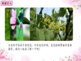 初中  生物  蘇教版（2024）七年級下冊4.9.3 植物的繁殖 課件