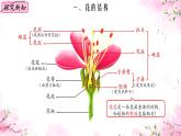 初中  生物  蘇教版（2024）七年級下冊4.9.3 植物的繁殖 課件