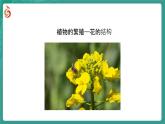 初中  生物  蘇教版（2024）七年級下冊4.9.3 植物的繁殖（共4課時） 課件