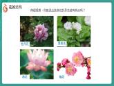 初中  生物  蘇教版（2024）七年級下冊4.9.3 植物的繁殖（共4課時） 課件