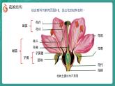初中  生物  蘇教版（2024）七年級下冊4.9.3 植物的繁殖（共4課時） 課件