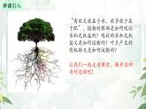 初中 生物  蘇教版（2024 七年級下冊4.10.1 植物的營養(yǎng)器官 課件