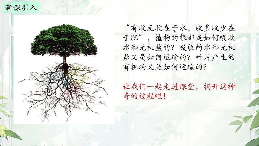 初中 生物  苏教版（2024 七年级下册4.10.1 植物的营养器官 课件第2页