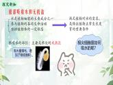 初中 生物  蘇教版（2024 七年級下冊4.10.1 植物的營養(yǎng)器官 課件