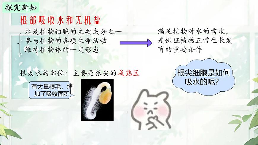 初中 生物  苏教版（2024 七年级下册4.10.1 植物的营养器官 课件第4页