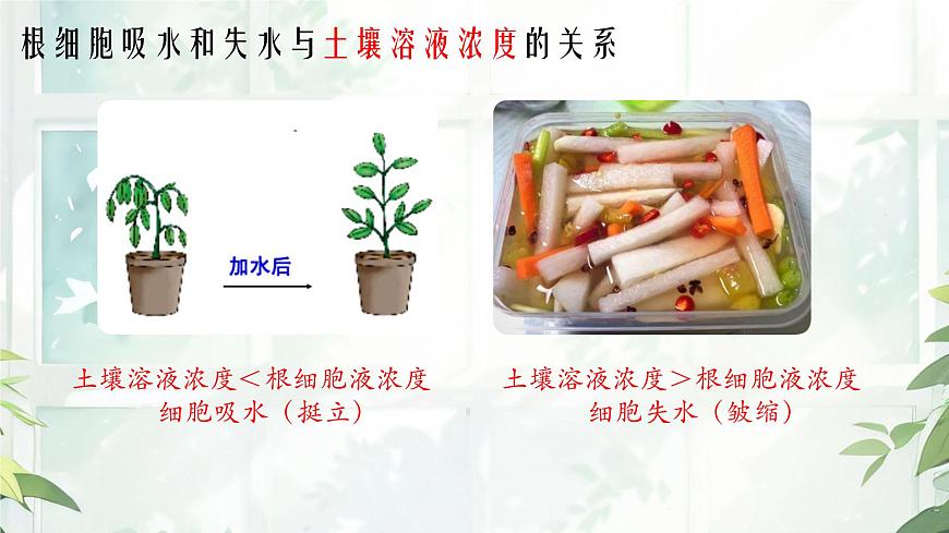 初中 生物  苏教版（2024 七年级下册4.10.1 植物的营养器官 课件第5页