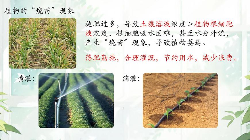 初中 生物  苏教版（2024 七年级下册4.10.1 植物的营养器官 课件第6页