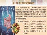 3.1.1 消化系統(tǒng)的組成 課件-2024-2025學年冀少版生物七年級下冊