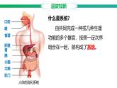 3.1.1 消化系統(tǒng)的組成 課件-2024-2025學年冀少版生物七年級下冊