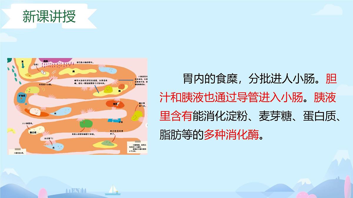 3.1.3 第二课时 食物在胃肠内的消化 2025学年七年级下册（冀少版2024） 课件第8页