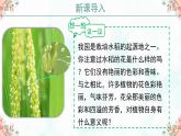 3.1.3 开花和结果 2025学年七年级生物下学期课件（人教版2024）
