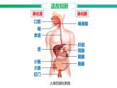 3.1.2 人體生命活動(dòng)需要的營(yíng)養(yǎng)物質(zhì) 課件 2025學(xué)年冀少版生物七年級(jí)下冊(cè)