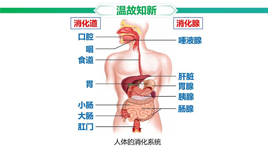 3.1.2 人体生命活动需要的营养物质 课件 2025学年冀少版生物七年级下册第1页