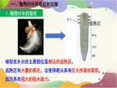 3.2.1 水的利用與散失 課件-2024-2025學(xué)年人教版生物七年級下冊