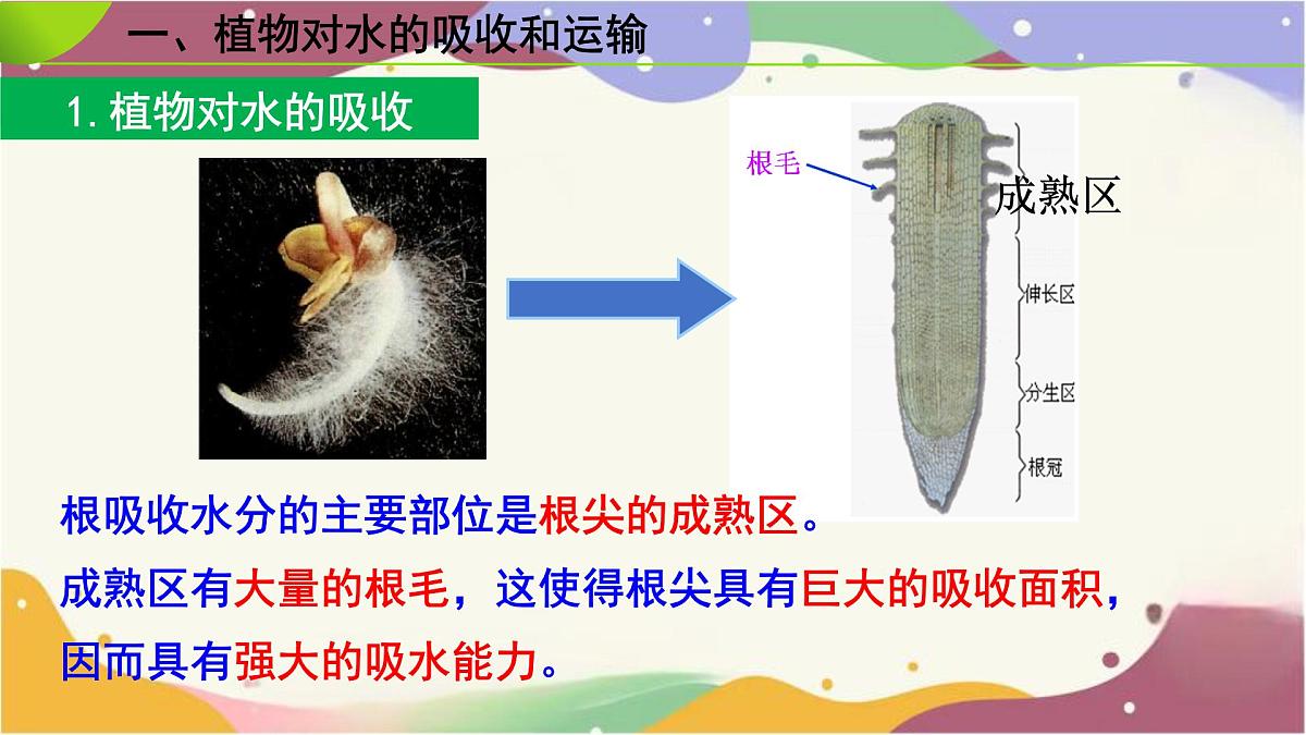 3.2.1 水的利用与散失 课件-2024-2025学年人教版生物七年级下册第4页