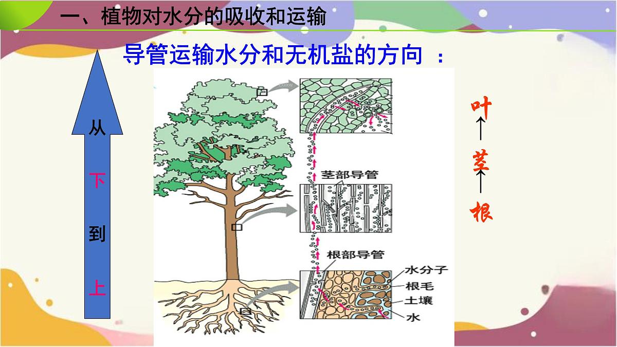 3.2.1 水的利用与散失 课件-2024-2025学年人教版生物七年级下册第8页
