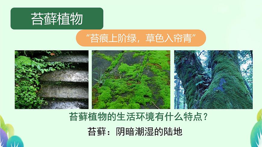 初中  生物  苏科版（2024） 七年级下册4.7.2 苔藓植物与蕨类植物 课件第3页