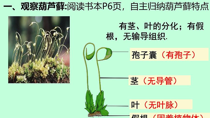 初中  生物  苏科版（2024） 七年级下册4.7.2 苔藓植物与蕨类植物 课件第4页
