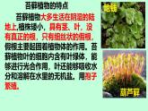 初中  生物  蘇科版（2024） 七年級下冊4.7.2 苔蘚植物與蕨類植物 課件