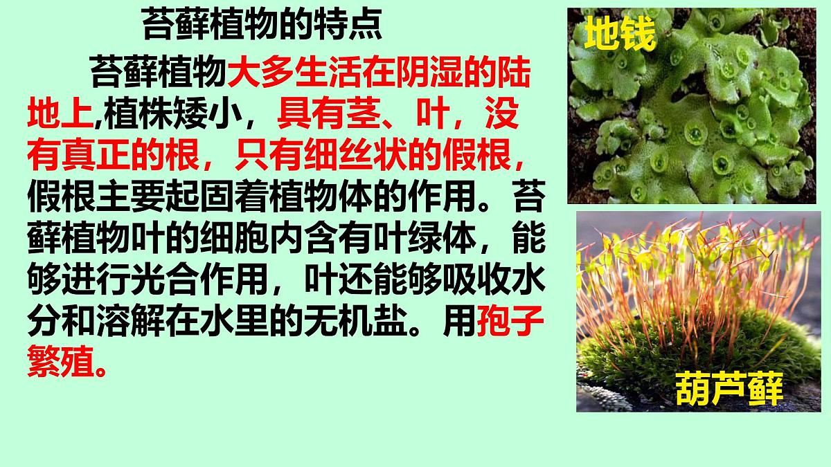 初中  生物  苏科版（2024） 七年级下册4.7.2 苔藓植物与蕨类植物 课件第5页