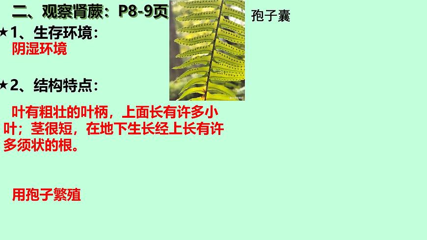 初中  生物  苏科版（2024） 七年级下册4.7.2 苔藓植物与蕨类植物 课件第6页