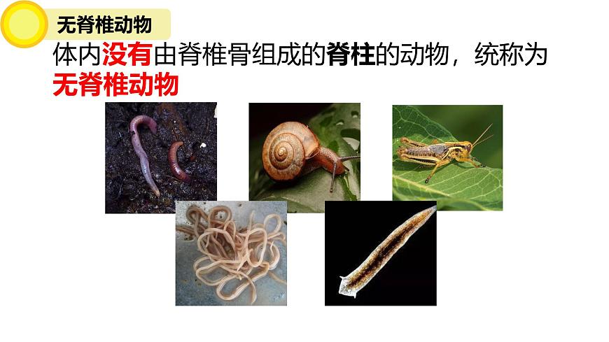 初中  生物  苏科版（2024） 七年级下册4.8.1 无脊椎动物 课件第3页