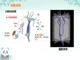 初中  生物  蘇科版（2024） 七年級下冊4.8.1 無脊椎動物 課件