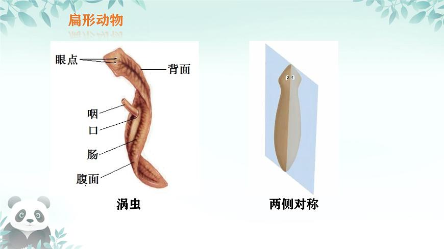 初中  生物  苏科版（2024） 七年级下册4.8.1 无脊椎动物 课件第7页
