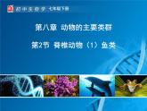 初中  生物  蘇科版（2024） 七年級下冊4.8.2脊椎動物 課件