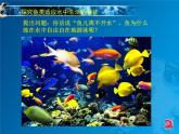初中  生物  蘇科版（2024） 七年級下冊4.8.2脊椎動物 課件