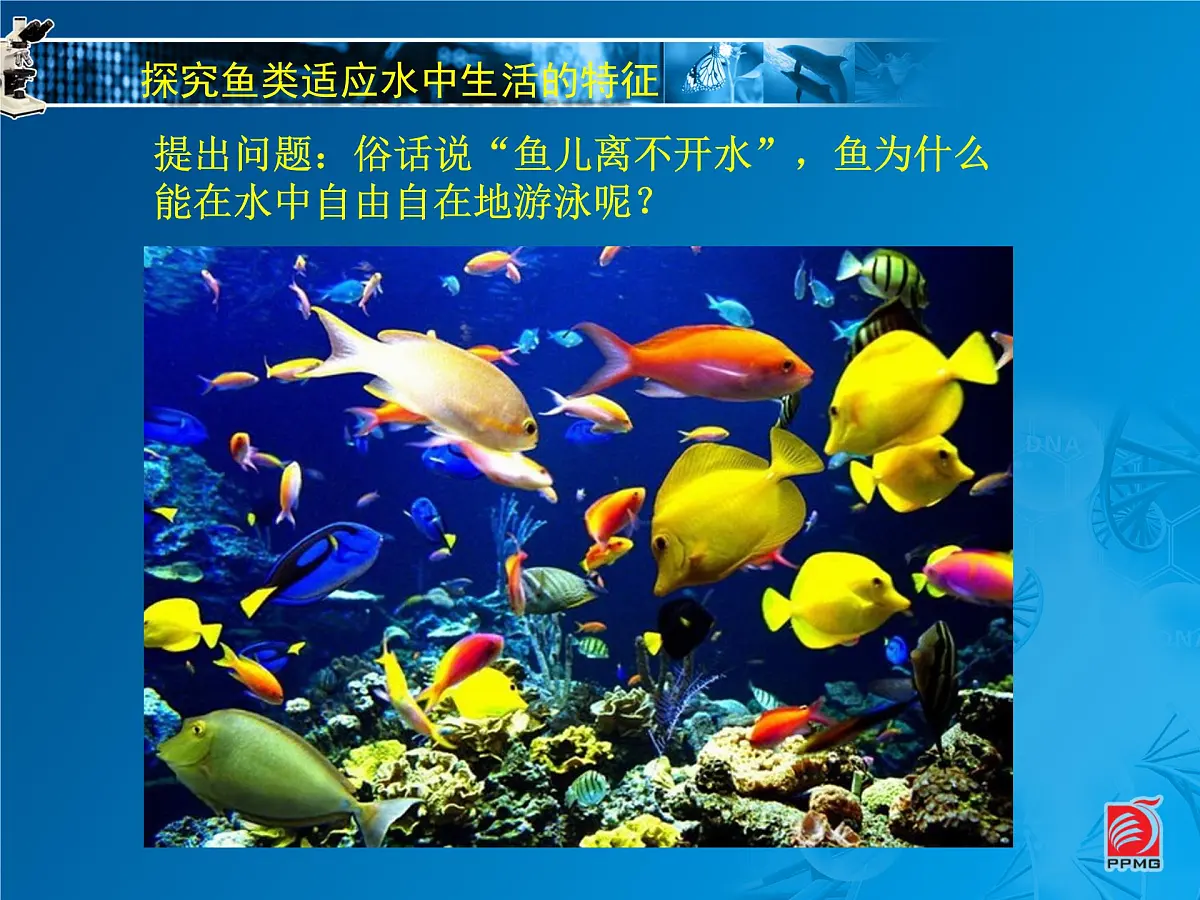 初中 生物 苏科版（2024） 七年级下册4.8.2脊椎动物 课件第2页