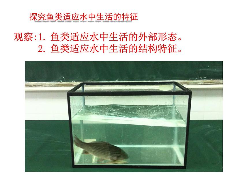 初中  生物  苏科版（2024） 七年级下册4.8.2脊椎动物 课件第3页