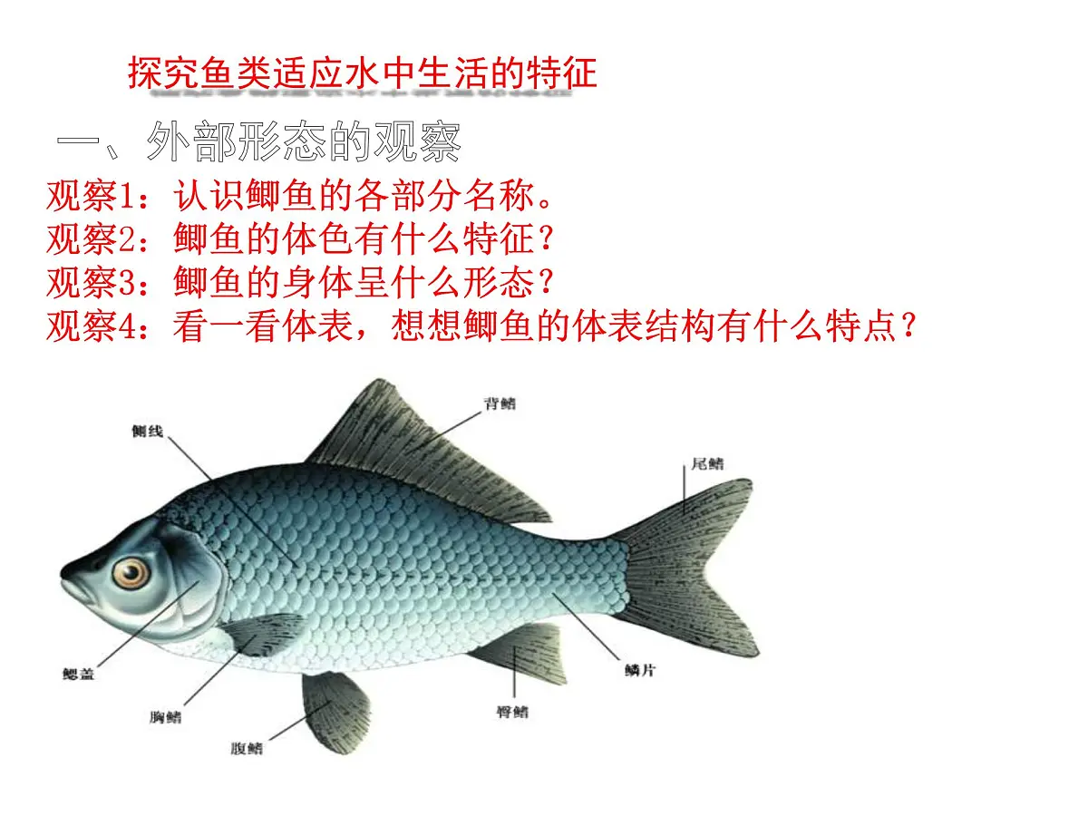 初中 生物 苏科版（2024） 七年级下册4.8.2脊椎动物 课件第4页