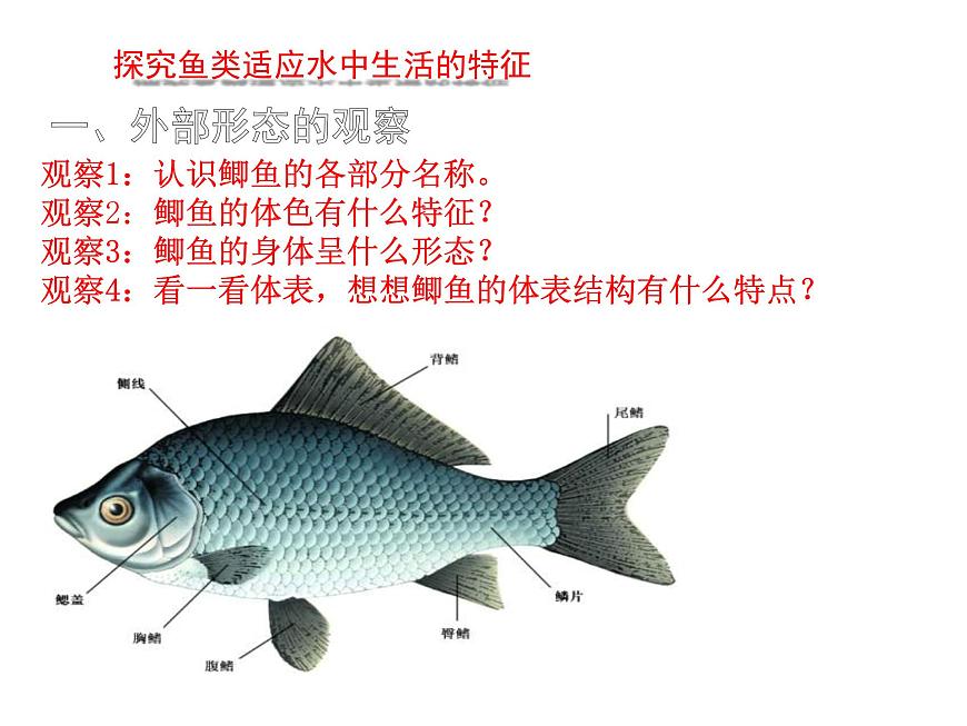 初中  生物  苏科版（2024） 七年级下册4.8.2脊椎动物 课件第4页