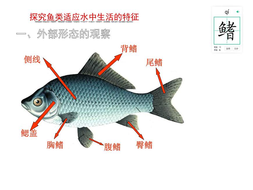 初中  生物  苏科版（2024） 七年级下册4.8.2脊椎动物 课件第5页