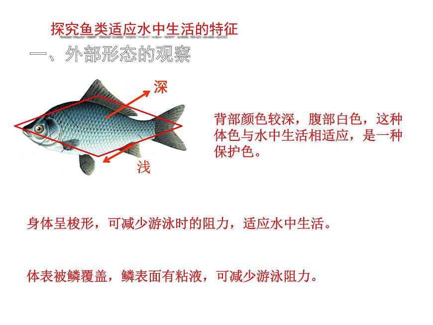 初中  生物  苏科版（2024） 七年级下册4.8.2脊椎动物 课件第6页