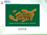 初中  生物  蘇科版（2024） 七年級下冊4.9.1 病毒與細菌（第2課時）課件